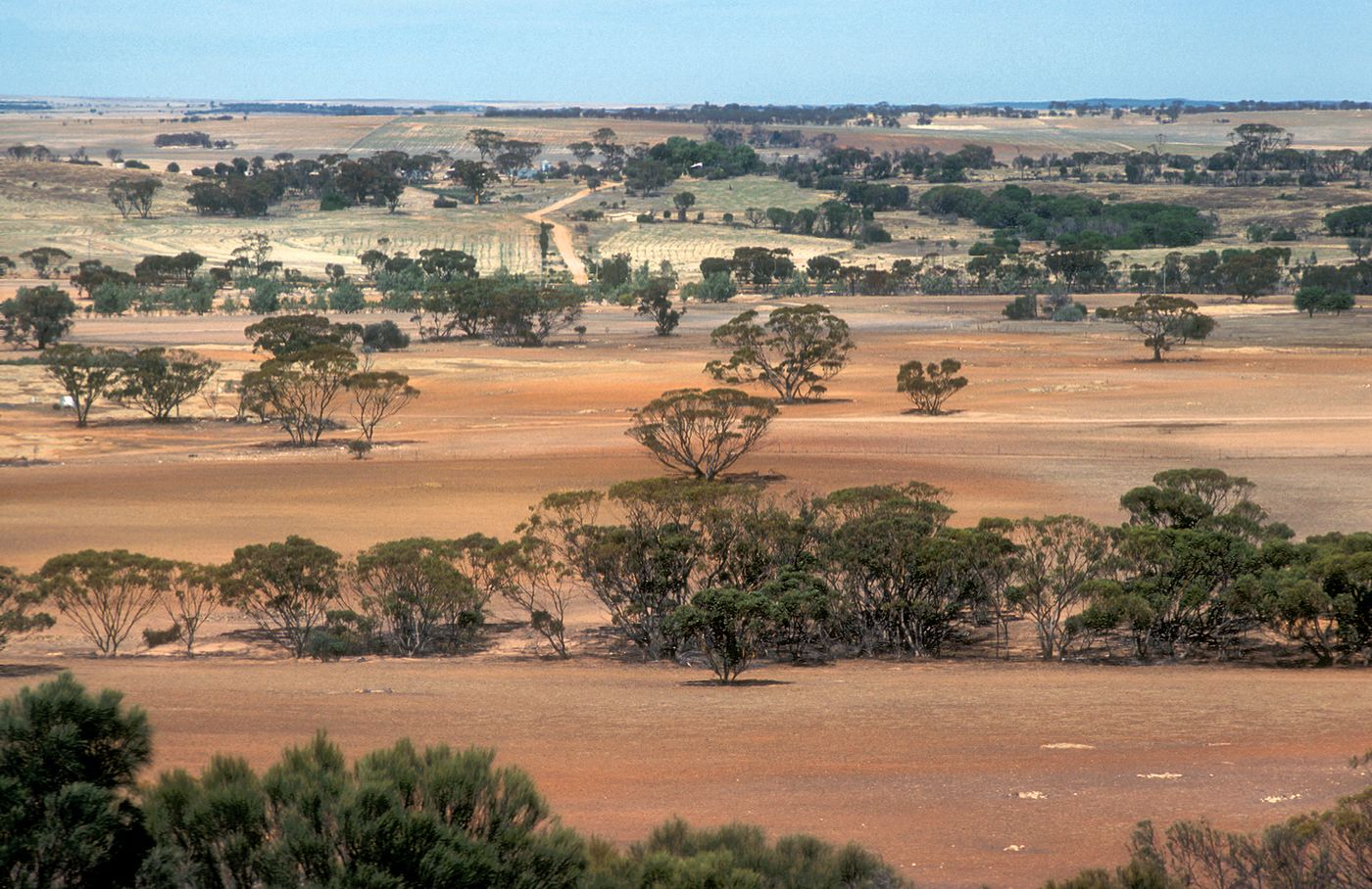 CSIRO ScienceImage 4462 Landscape view of farmland near Bruce Rock in the Western Australian wheat belt 1981
